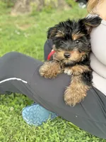 Ash, a male Yorkshire Terrier for sale in Cincinnati, OH – 4 of 5