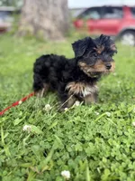 Ash, a male Yorkshire Terrier for sale in Cincinnati, OH – 2 of 5