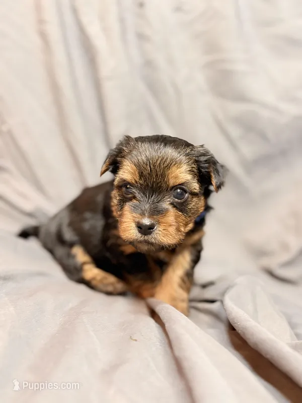 Bentley – Yorkshire Terrier puppy for sale in Cincinnati, OH