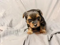 Bentley, a male Yorkshire Terrier for sale in Cincinnati, OH – Photo 4 of 4