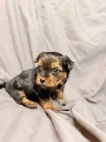 Bentley, a male Yorkshire Terrier for sale in Cincinnati, OH – Photo 3 of 4