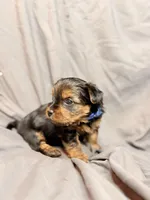 Bentley, a male Yorkshire Terrier for sale in Cincinnati, OH – Photo 2 of 4