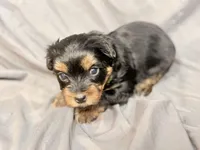 Ash, a male Yorkshire Terrier for sale in Cincinnati, OH – Photo 1 of 5