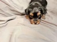 Ash, a male Yorkshire Terrier for sale in Cincinnati, OH – Photo 2 of 5