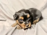 Ash, a male Yorkshire Terrier for sale in Cincinnati, OH – Photo 3 of 5