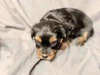 Ash, a male Yorkshire Terrier for sale in Cincinnati, OH – Photo 4 of 5