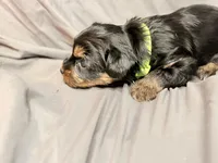 Ash, a male Yorkshire Terrier for sale in Cincinnati, OH – Photo 5 of 5