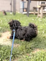 Bentley, a male Yorkshire Terrier for sale in Cincinnati, OH – 5 of 7