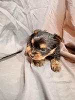 Ollie, a male Yorkshire Terrier for sale in Cincinnati, OH – Photo 4 of 5