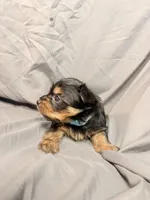 Ollie, a male Yorkshire Terrier for sale in Cincinnati, OH – Photo 5 of 5