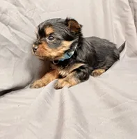 Ollie, a male Yorkshire Terrier for sale in Cincinnati, OH – Photo 1 of 5
