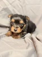 Ollie, a male Yorkshire Terrier for sale in Cincinnati, OH – Photo 3 of 5