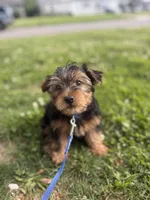 Bentley, a male Yorkshire Terrier for sale in Cincinnati, OH – 1 of 7