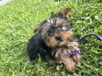 Teddy, a male Yorkshire Terrier for sale in Cincinnati, OH – 5 of 5