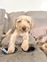 Bentley, a male Yorkshire Terrier for sale in Cincinnati, OH – 4 of 5