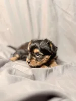 Mocha, a male Yorkshire Terrier for sale in Cincinnati, OH – Photo 3 of 4