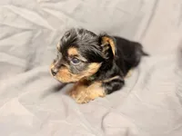 Mocha, a male Yorkshire Terrier for sale in Cincinnati, OH – Photo 4 of 4