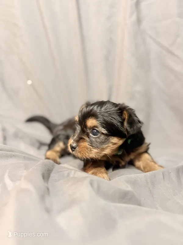 Mocha – Yorkshire Terrier puppy for sale in Cincinnati, OH