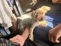Ella, a female Yorkshire Terrier for sale in Cincinnati, OH – 2 of 4