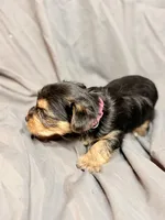 Chanel, a female Yorkshire Terrier for sale in Cincinnati, OH – Photo 2 of 3