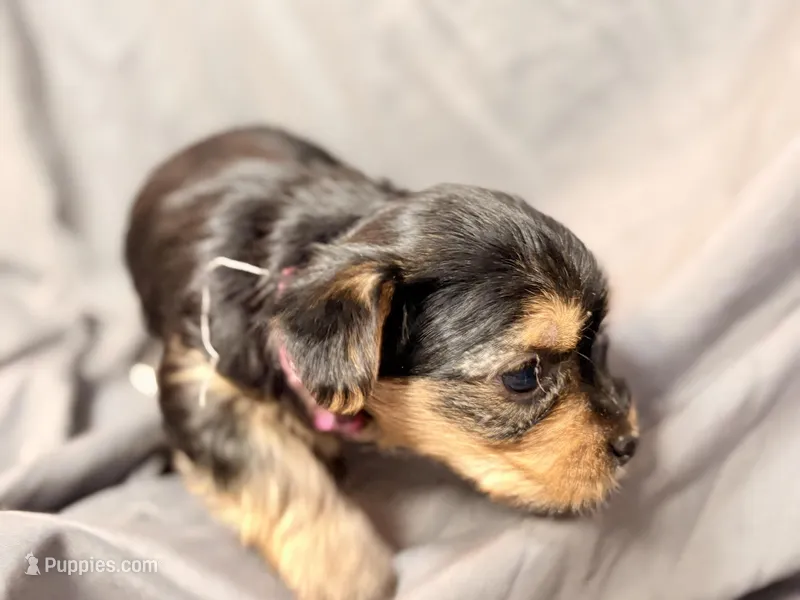 Chanel – Yorkshire Terrier puppy for sale in Cincinnati, OH