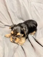 Chanel, a female Yorkshire Terrier for sale in Cincinnati, OH – Photo 3 of 3