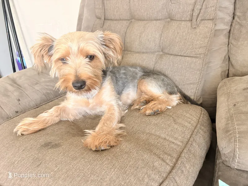 Bentley – Yorkshire Terrier puppy for sale in Cincinnati, OH