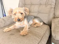 Bentley, a male Yorkshire Terrier for sale in Cincinnati, OH – 1 of 5
