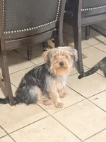 Bentley, a male Yorkshire Terrier for sale in Cincinnati, OH – 5 of 5