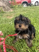Ash, a male Yorkshire Terrier for sale in Cincinnati, OH – 5 of 5
