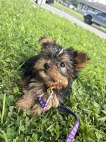 Teddy, a male Yorkshire Terrier for sale in Cincinnati, OH – 4 of 5