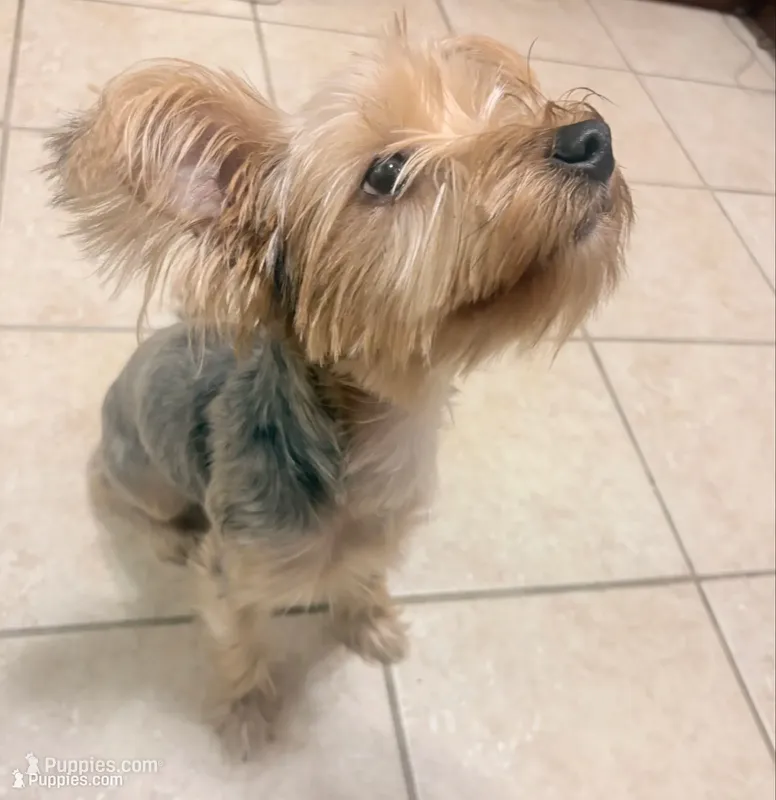 Ella – Yorkshire Terrier puppy for sale in Cincinnati, OH
