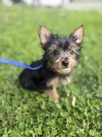 Ollie, a male Yorkshire Terrier for sale in Cincinnati, OH – 3 of 4