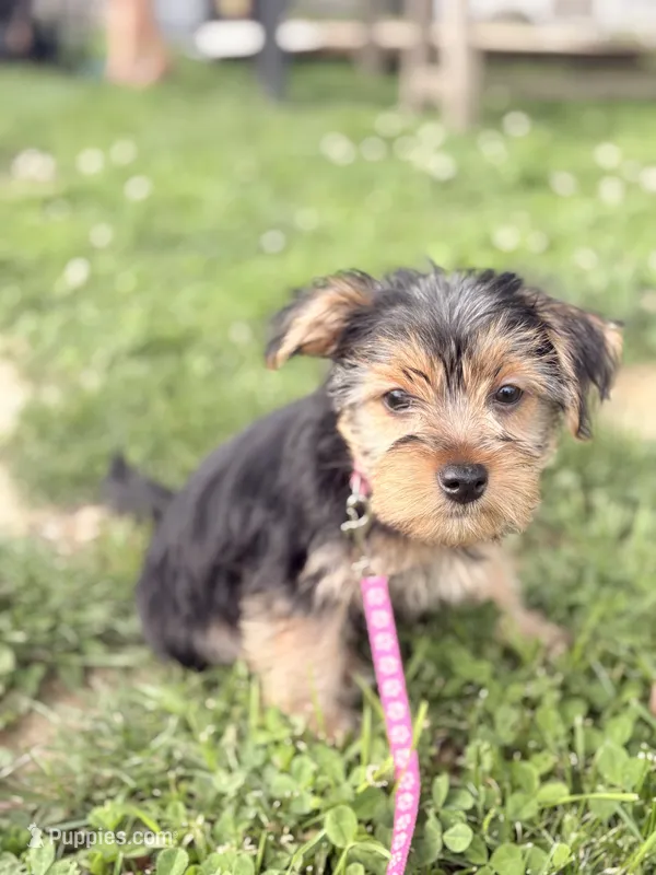 Chanel – Yorkshire Terrier puppy for sale in Cincinnati, OH
