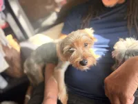 Ella, a female Yorkshire Terrier for sale in Cincinnati, OH – 4 of 4