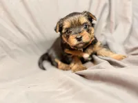 Teddy, a male Yorkshire Terrier for sale in Cincinnati, OH – Photo 2 of 4