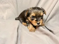 Teddy, a male Yorkshire Terrier for sale in Cincinnati, OH – Photo 3 of 4