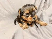 Teddy, a male Yorkshire Terrier for sale in Cincinnati, OH – Photo 4 of 4