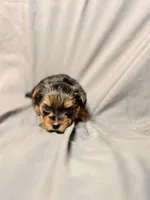 Teddy, a male Yorkshire Terrier for sale in Cincinnati, OH – Photo 1 of 4