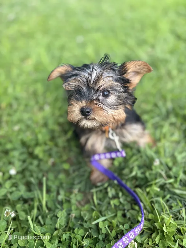 Teddy – Yorkshire Terrier puppy for sale in Cincinnati, OH