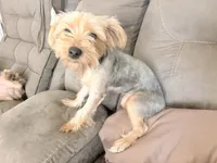 Ella, a female Yorkshire Terrier for sale in Cincinnati, OH – 3 of 4