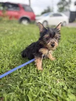 Ollie, a male Yorkshire Terrier for sale in Cincinnati, OH – 4 of 4