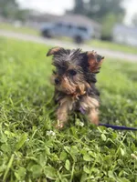 Teddy, a male Yorkshire Terrier for sale in Cincinnati, OH – 2 of 5