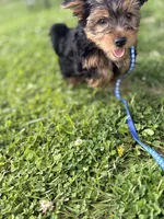 Bentley, a male Yorkshire Terrier for sale in Cincinnati, OH – 3 of 7