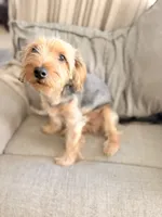 Bentley, a male Yorkshire Terrier for sale in Cincinnati, OH – 3 of 5