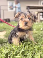 Chanel, a female Yorkshire Terrier for sale in Cincinnati, OH – 2 of 3