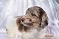 Dark Pink, a female Newfypoo for sale in Pekin, IN – Photo 4 of 5