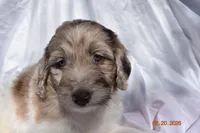 Dark Pink, a female Newfypoo for sale in Pekin, IN – Photo 2 of 5