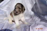 Dark Pink, a female Newfypoo for sale in Pekin, IN – Photo 5 of 5