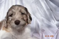 Dark Pink, a female Newfypoo for sale in Pekin, IN – Photo 1 of 5